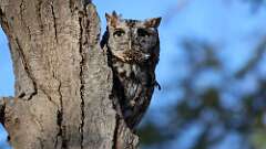 3: Eastern Screech-Owl 0C3_0344