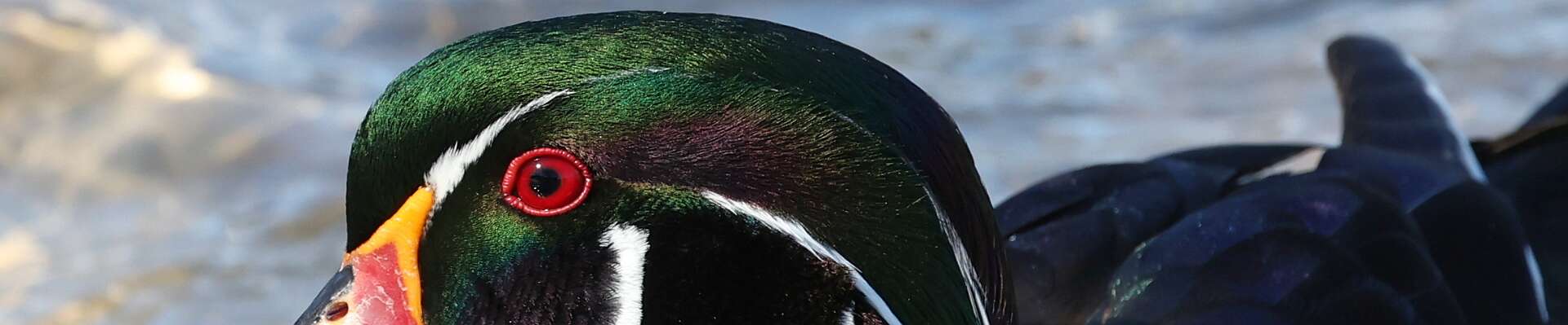 Click to show or hide the buttons