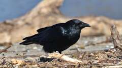 1: Fish Crow 0C3_0320