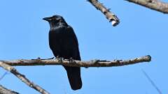 2: Fish Crow 0C3_0446