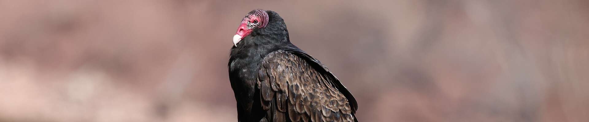 Click to show or hide the buttons