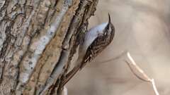 4: Brown Creeper 0C3_0569