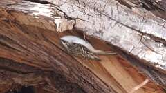 5: Brown Creeper 0C3_0656