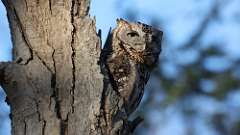 11: Eastern Screech-Owl 0C3_1281