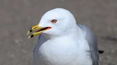 6: Ring-billed Gull 0C3_0257