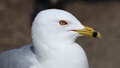 7: Ring-billed Gull 0C3_0279