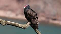 1: Turkey Vulture 0C3_0016
