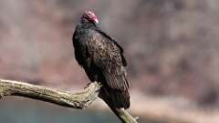 2: Turkey Vulture 0C3_0046