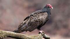 3: Turkey Vulture 0C3_0064
