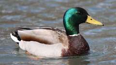 12: mallard 0C3_0119
