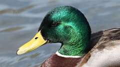 13: mallard 0C3_0333