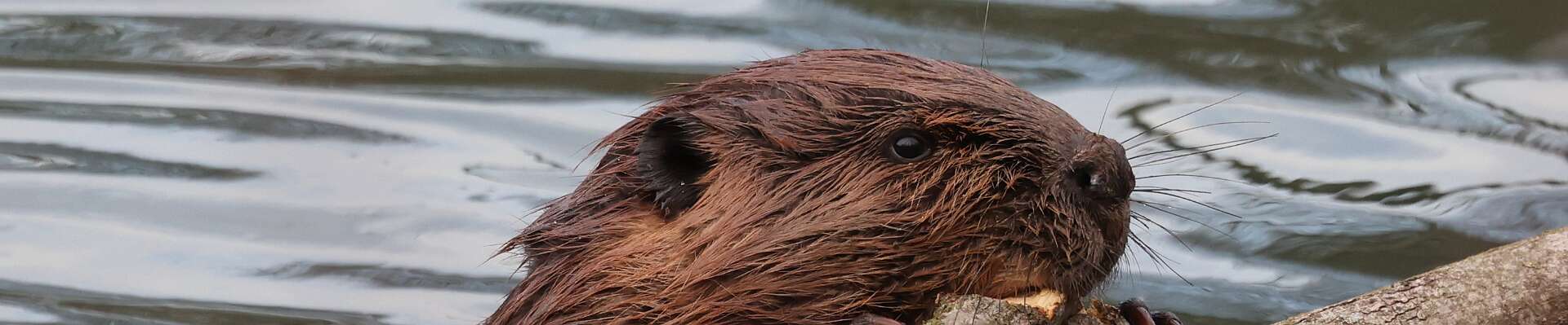 Click to show or hide the buttons