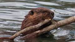 1: Beaver 0C3_0250