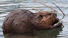 2: Beaver 0C3_0283