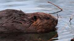 3: Beaver 0C3_0340