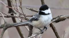 6: Black-capped Chickadee 0C3_0150