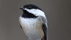 7: Black-capped Chickadee 0C3_0154