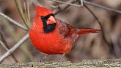8: Northern Cardinal 0C3_0052