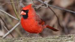 9: Northern Cardinal 0C3_0067