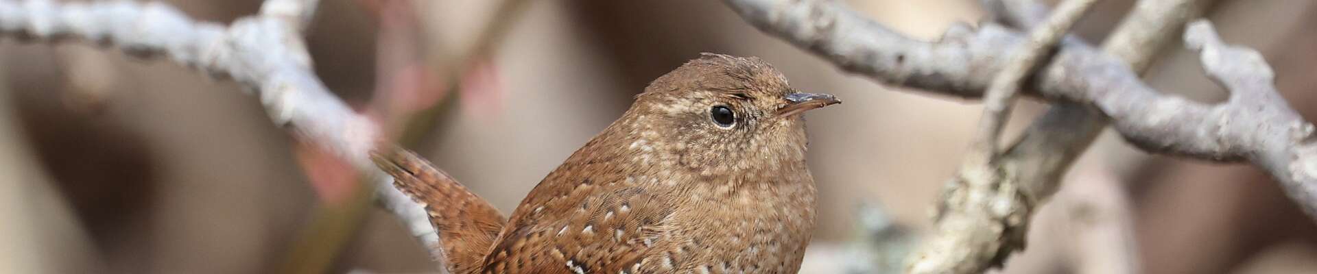 Click to show or hide the buttons