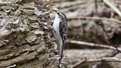 1: Brown Creeper 0C3_0319