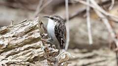 2: Brown Creeper 0C3_0353