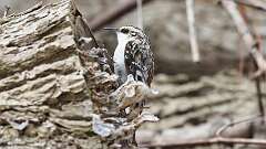 3: Brown Creeper 0C3_0359