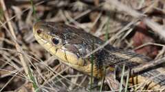 4: Garter snake 0C3_0916