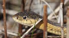 5: Garter snake 0C3_0970