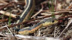 6: Garter snake 0C3_1005