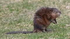 7: Muskrat 0C3_0793