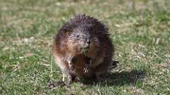 8: Muskrat 0C3_0889