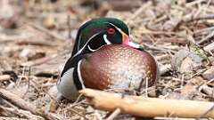11: Wood Duck 0C3_0311