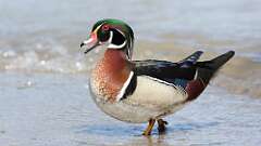 12: Wood Duck 0C3_0553