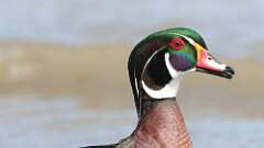 13: Wood Duck 0C3_0596