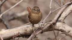 10: winter wren 0C3_0377