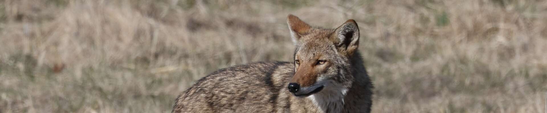 Click to show or hide the buttons