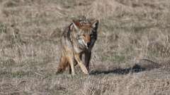 1: coyote 0C3_0903