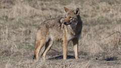 2: coyote 0C3_0975