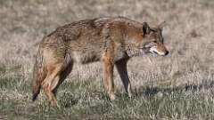 3: coyote 0C3_1248