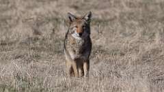 4: coyote 0C3_1339
