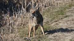 6: coyote food 0C3_1964