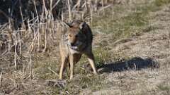 7: coyote food 0C3_2000