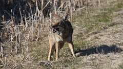 8: coyote food 0C3_2005
