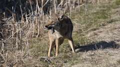 9: coyote food 0C3_2010