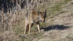 10: coyote food 0C3_2090
