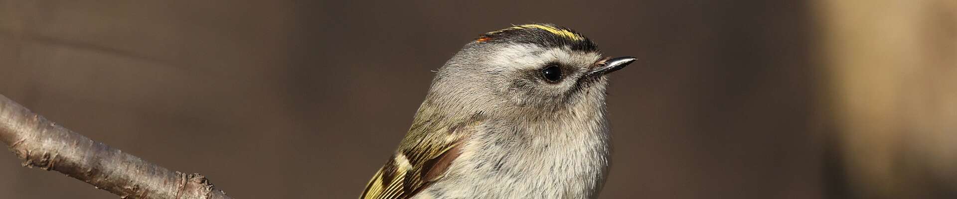 Click to show or hide the buttons