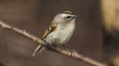 1: Golden-crowned Kinglet 0C3_0213