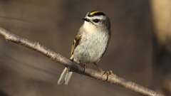 2: Golden-crowned Kinglet 0C3_0228