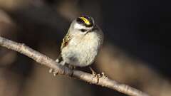 3: Golden-crowned Kinglet 0C3_0264